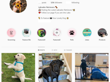 120K Labrador Retrievers Dogs Instagram Account for Sale