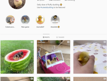 150K Animal Ducks Instagram Account for Sale