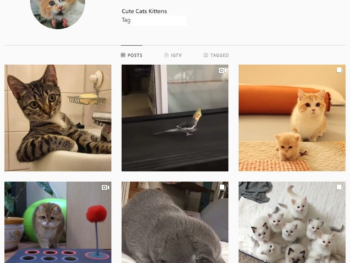 280K Animals Cats Instagram Account for Sale
