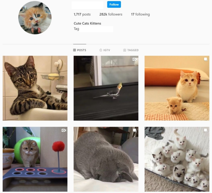 280K Animals Cats Instagram Account for Sale