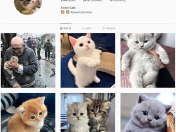280K Pets Cats Instagram Account for Sale