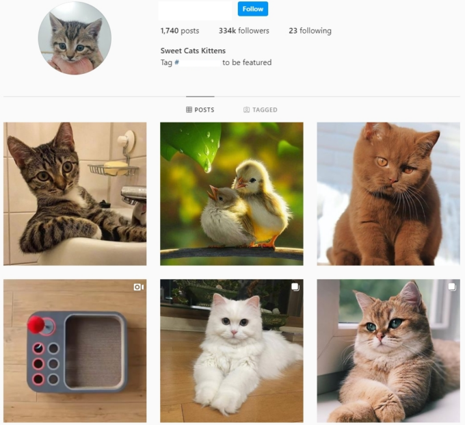 330K Sweet Cats Instagram Account for Sale