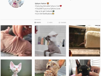 40K Sphynx Cats Instagram Account for Sale