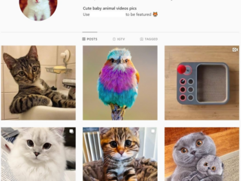 480K Animals Cats Instagram Account for Sale