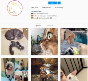 130K Pets Cats Instagram Account for Sale