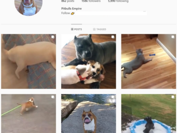 150K Pitbulls Dogs Instagram Account for Sale