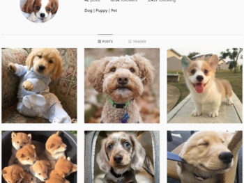 10K Cute Dogs Instagram Account for Sale