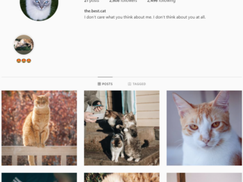 2K Cats Instagram Account for Sale