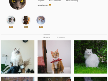 5k Cats Instagram Account for Sale