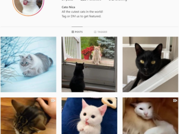 2.2k Cats Instagram Account for Sale