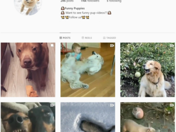 110K Puppies Pets Instagram Account for Sale