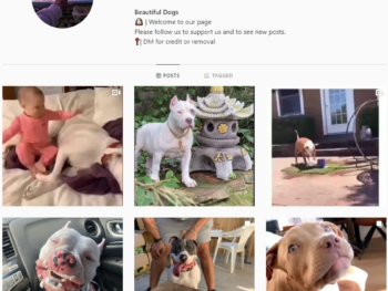 210K Pitbull Dogs Instagram Account for Sale