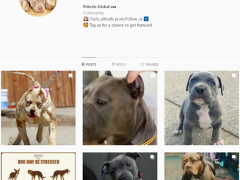 280K Pitbull Instagram Account for Sale
