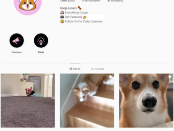 115K Corgi Dogs Instagram Account for Sale