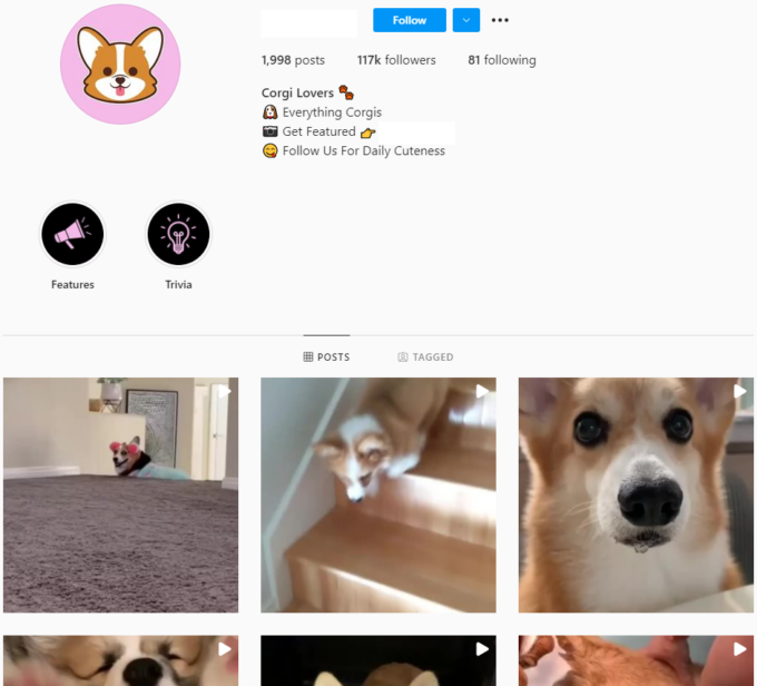 115K Corgi Dogs Instagram Account for Sale