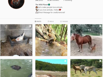 30K Wild Planet Animals Instagram Account for Sale
