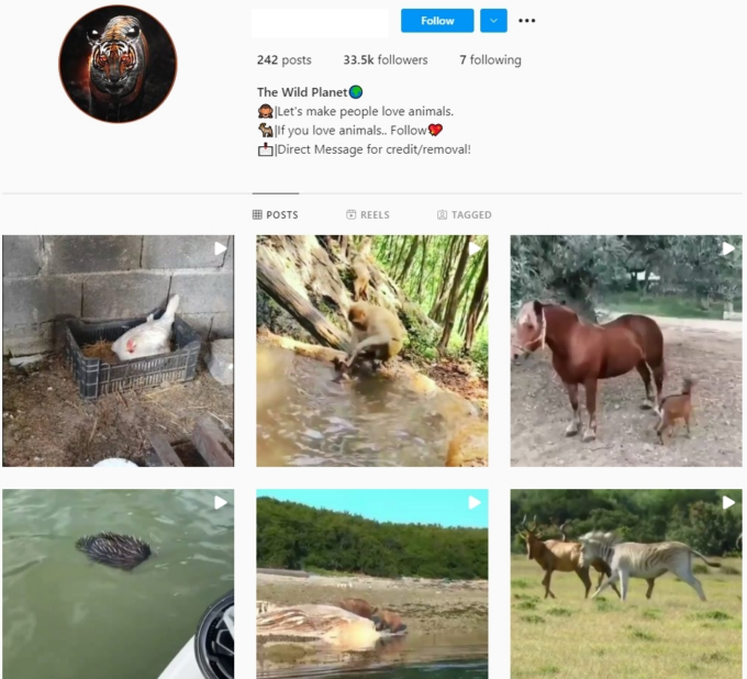 30K Wild Planet Animals Instagram Account for Sale