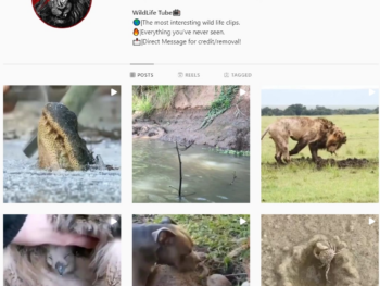 40K Wildlife Animals Instagram Account for Sale