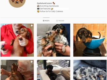 60K Dachshund Dogs Instagram Account for Sale