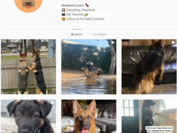 80K Shepherd Dogs Instagram Account for Sale