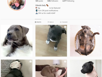 145K Pets Dogs Instagram Account for Sale