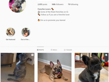 165K French Bulldog Instagram account for Sale