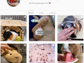 175K Guinea Pig Instagram Account for Sale