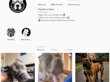 269K Guard Dog Instagram Account for Sale