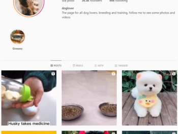35K Dog Lover Instagram Account for Sale