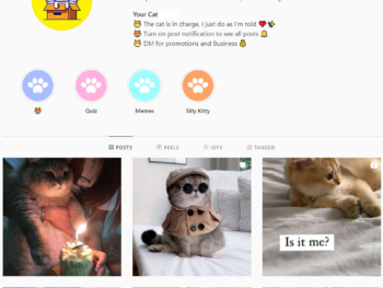 80K Pets Cats Instagram Account for Sale