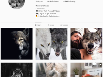 Buy 80K Animals Wolf Instagram Account