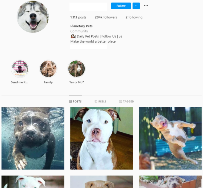 280K Animal Pets Instagram Account for Sale