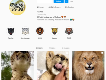 Buy Animal Wildlife Instagram Account with 49K Followers