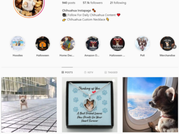 Buy Chihuahua Dogs Instagram Account with 57K Followers