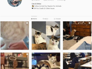 Buy Pets Cats Instagram Account with 300k followers