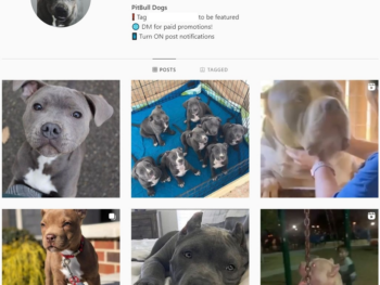 Buy Pitbull Dogs Instagram Account with 188K Followers