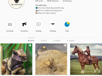 Buy Animal Wildlife Instagram Account with 56K Followers