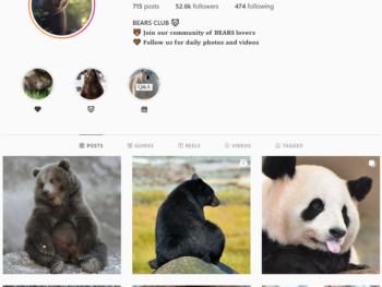 Buy Bears Animals Instagram Account with 50K Followers