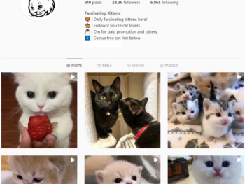 Buy Cats Pets Instagram Account with 28K Followers