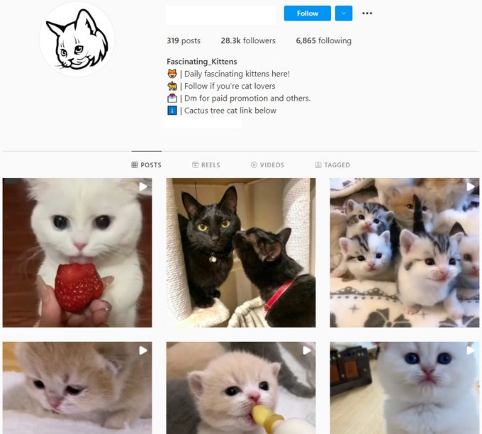 Buy Cats Pets Instagram Account with 28K Followers