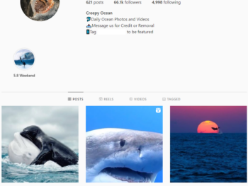 Buy Ocean Wildlife Instagram Account with 66K Followers