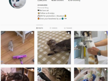 Buy Pets Cats Instagram Account with 48K Followers