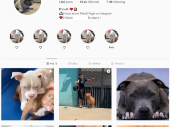 Buy Pitbull Dogs Instagram Account with 50K Followers