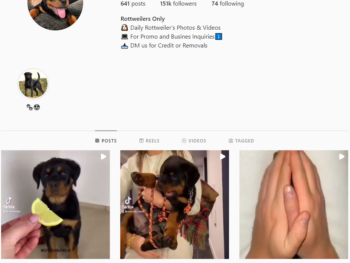 Buy Rottweilers Dog Instagram Account with 150K Followers