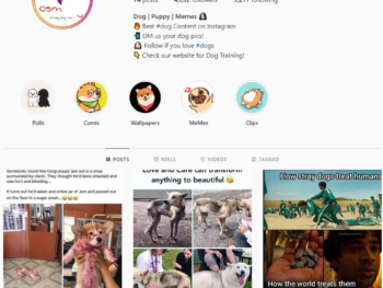 Buy Dog Memes Instagram Account with 4K followers