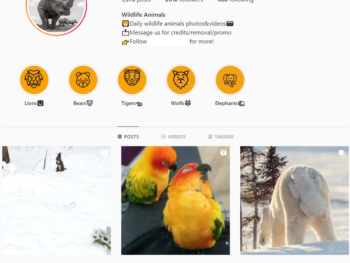 Buy Wildlife Animals Instagram Account with 200K Followers
