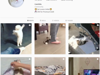 Buy Cat Pets Instagram Account with 150K Followers