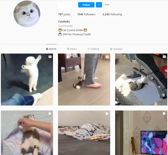 Buy Cat Pets Instagram Account with 150K Followers