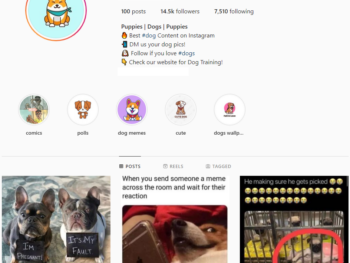 Buy Dogs Puppies Instagram Account with 14K Followers