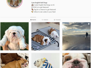Buy English BullDog Instagram Account with 25K Followers